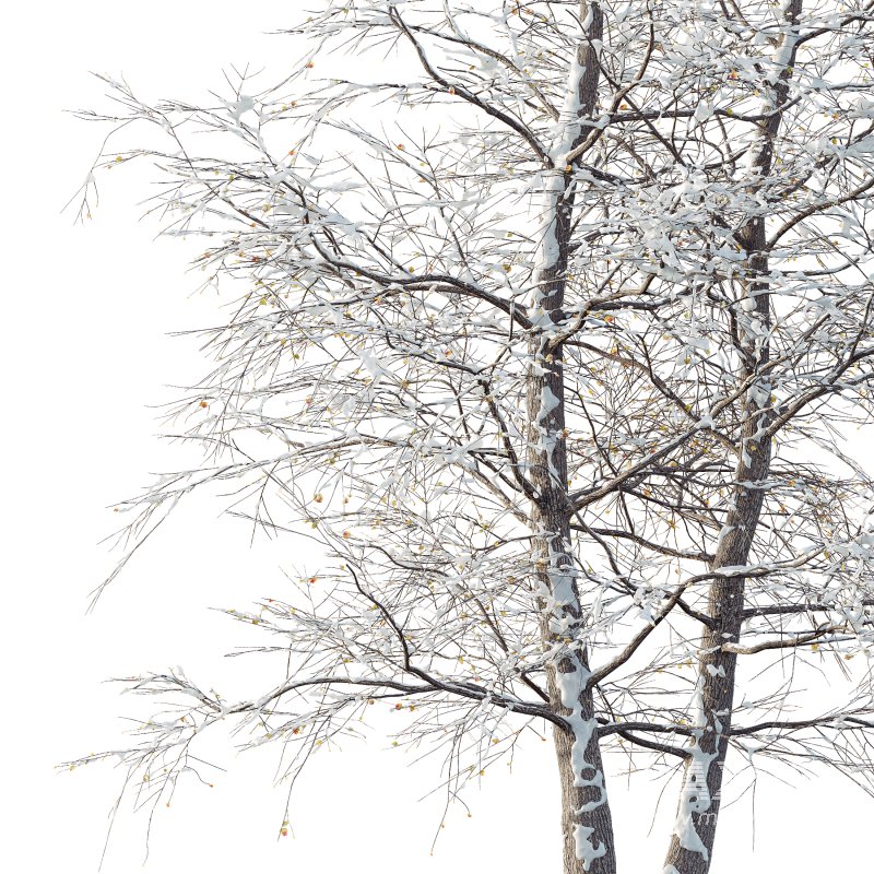 AV Plants Alnus Glutinosa Winter Snow Tree - Image 3