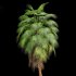 AV Queen Palm Trees Syagrus Romanzoffiana and Mexican Fan Palm Washingtonia Robusta trees - Thumbnail 3