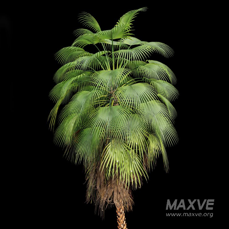 AV Queen Palm Trees Syagrus Romanzoffiana and Mexican Fan Palm Washingtonia Robusta trees - Image 3