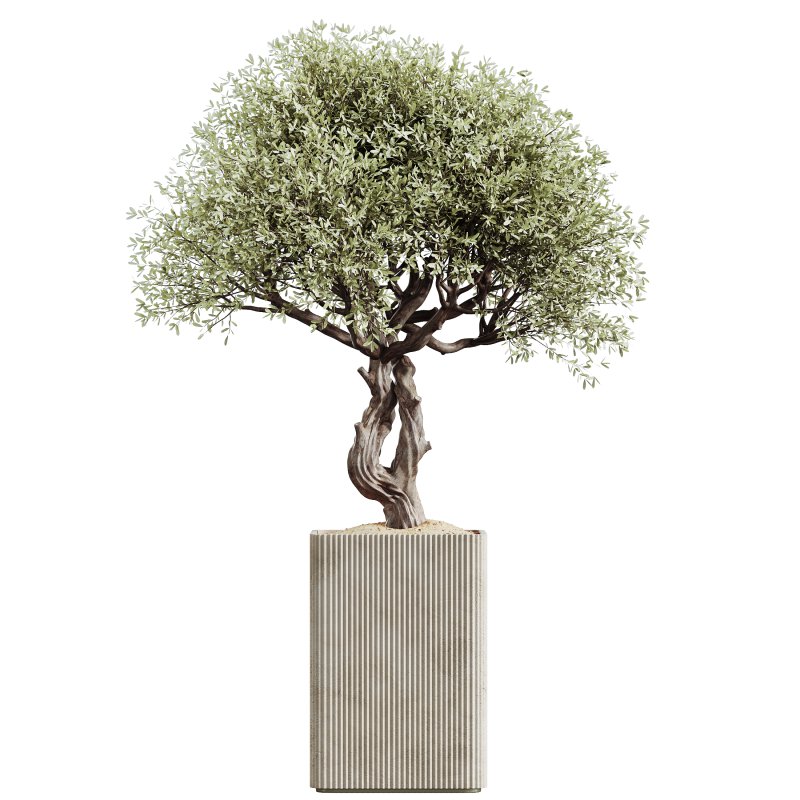 AV HousePlants Mission Kalamata Leccino Arbequina Wilsonii Chemlali Olive Set05 - Image 2