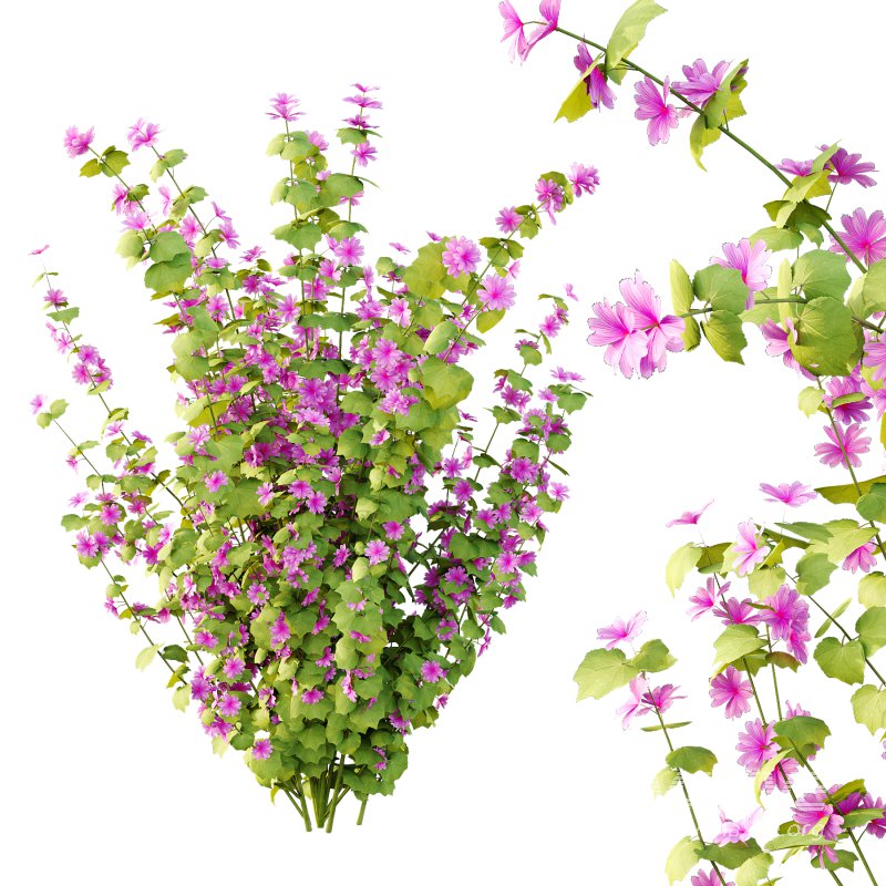 Lavatera Cachemiriana Plant 01 - Image 3