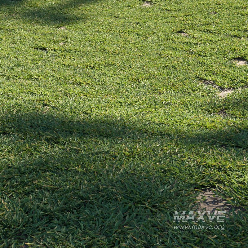 Eremochloa ophiuroides – cut 01 - Image 2