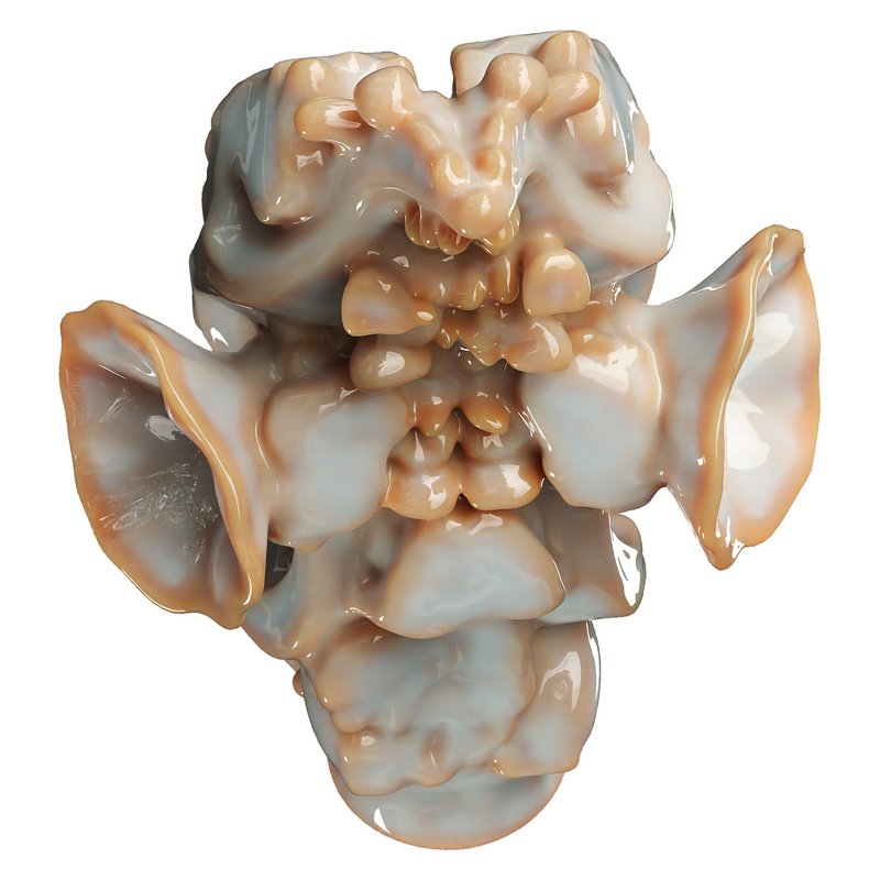 Decorative conch - Image 5