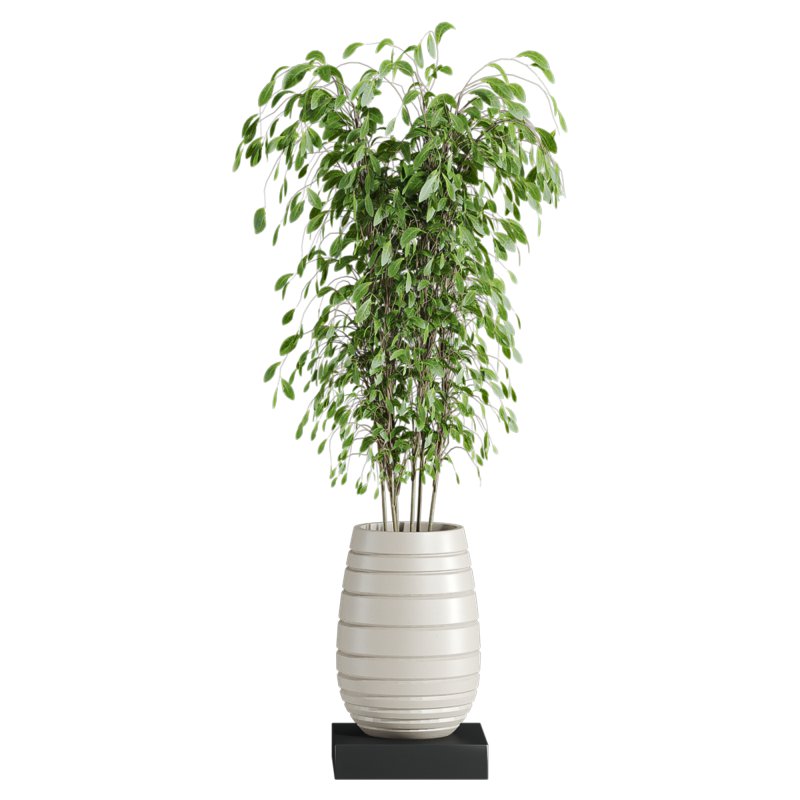 plants set - Image 3