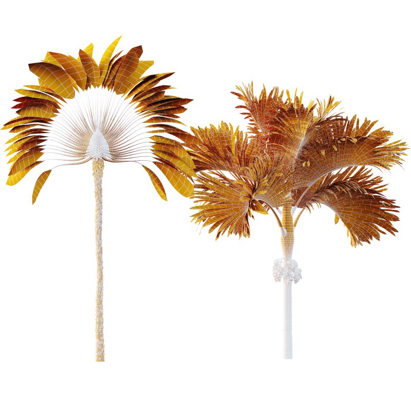 AV Ravenala Madagascariensis Travelers Palm and Areca Catechu Decorative Garden Fruit - Image 9