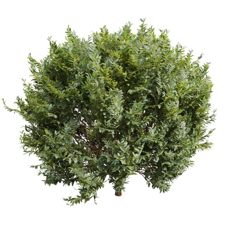 AV 5different bush Cistus Albidus Zistrose Flower White and Coronilla Valentina Glauca - Image 1