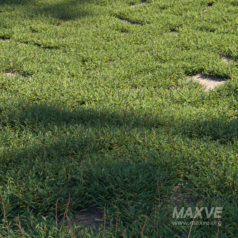 Eremochloa ophiuroides – set 01 - Image 2