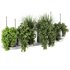 Indoorplants-Hanging plants set-85 - Thumbnail 4