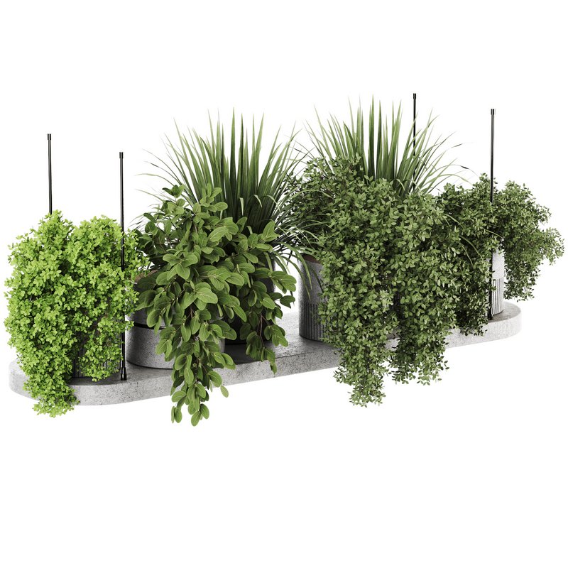 Indoorplants-Hanging plants set-85 - Image 4