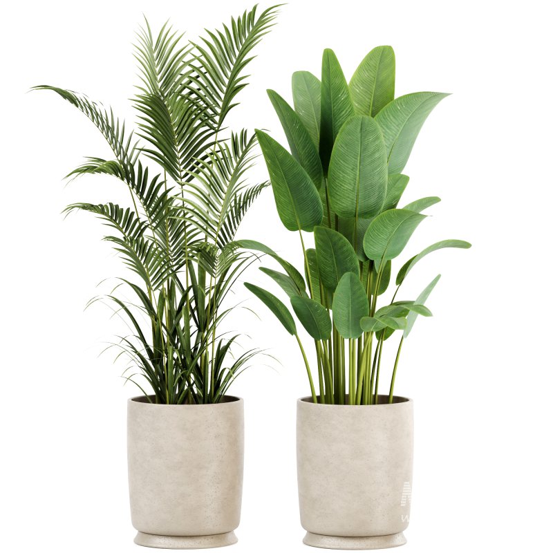 Indoor plants set158 - Image 2