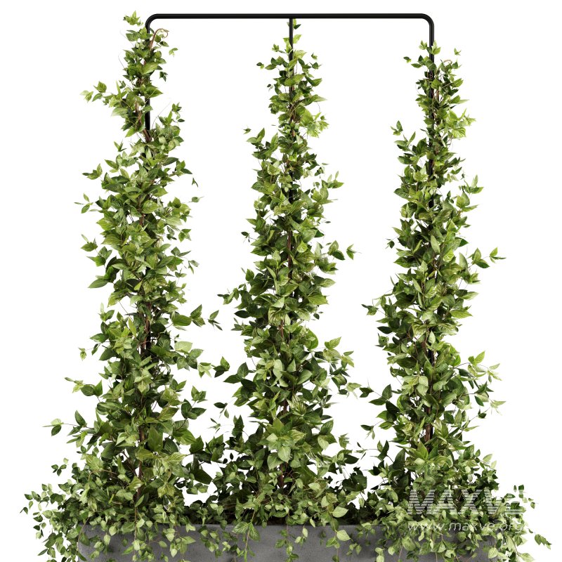 Outdoor Plants-Ivy Plant set38 - Image 3