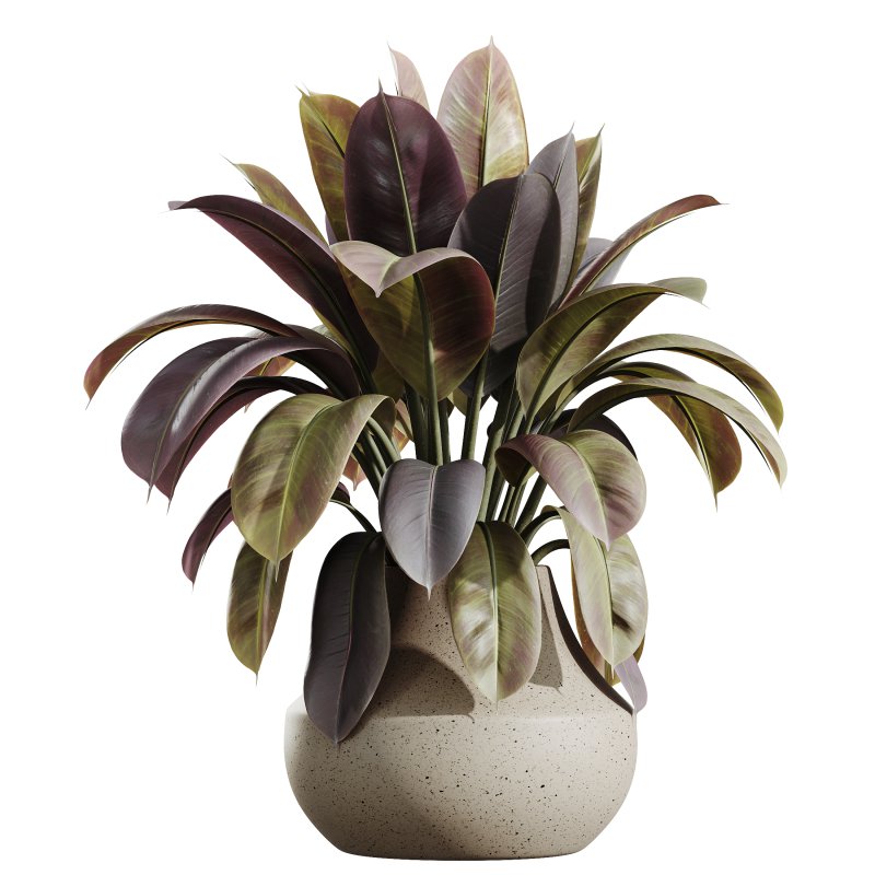 AV Indoor plants set 173 Mission Leccino Arbequina and Ficus Robusta Abidjan and Ficus African Fig - Image 3