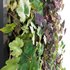 Vertical garden – Green wall – 01 - Thumbnail 3