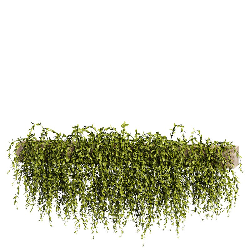 Green succulent leaves hanging vines - Image 1