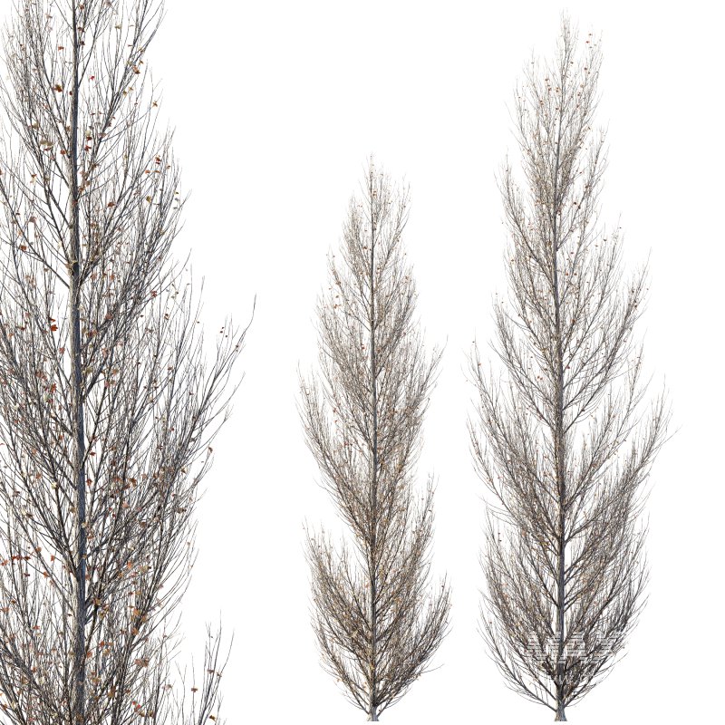 AV Plants Acer X freemanii Freeman Maple Sapindaceae Armstrong Winter Snow - Image 3