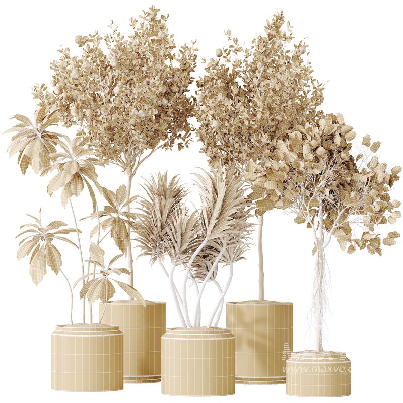 AV Indoor plants set 162 Mandarin Citrus Fruit Orange and Ficus Cyathistipula and Benjamina African Fig and Yucca Aloifolia Rostrata Palm - Image 7