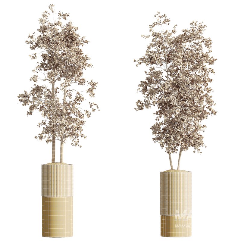 AV HousePlants Mission Kalamata Leccino Arbequina Wilsonii Chemlali Olive Set06 - Image 3