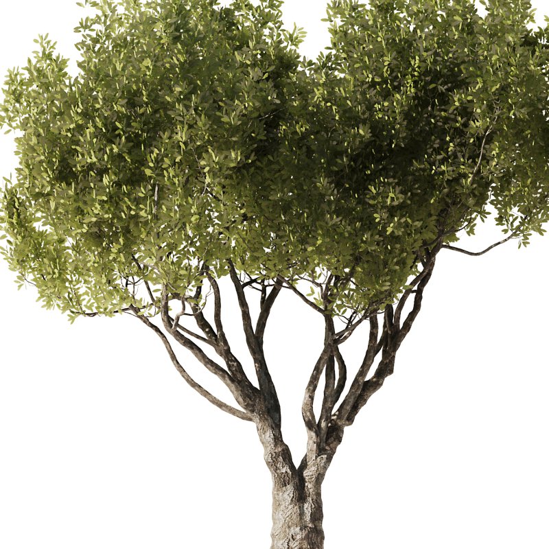 Olive Tree Set52 - Image 4