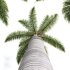 AV Cocos Nucifera Windy and Roystonea Regia palm trees - Thumbnail 6