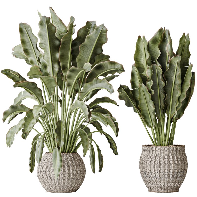 AV Indoor plants set 164 Ravenala Banana Strelitzia Nicolai Bird and Aspidistra Elatior and Arbequina Wilsonii Chemlali Olive - Image 1