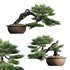 Pine bonsai 03 - Thumbnail 1