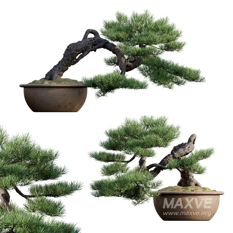 Pine bonsai 03 - Image 1
