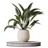 AV Indoor plants set 157 Mission Kalamata Chemlali Olive and Spathiphyllum Wallisii Bellini Peace Lily Domino - Thumbnail 1