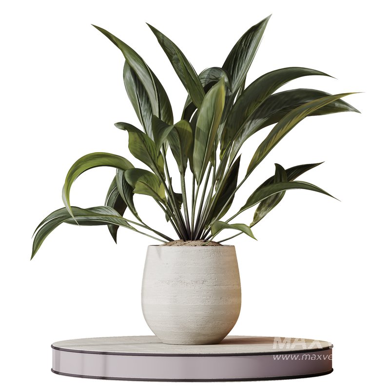 AV Indoor plants set 157 Mission Kalamata Chemlali Olive and Spathiphyllum Wallisii Bellini Peace Lily Domino - Image 1