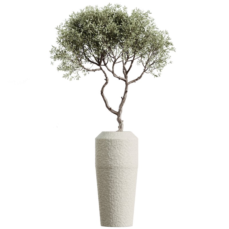 AV Indoor plants set 172 Mission Arbequina Olive and Ravenala Banana Strelitzia and Spineless Yucca Aloifolia Rostrata - Image 5