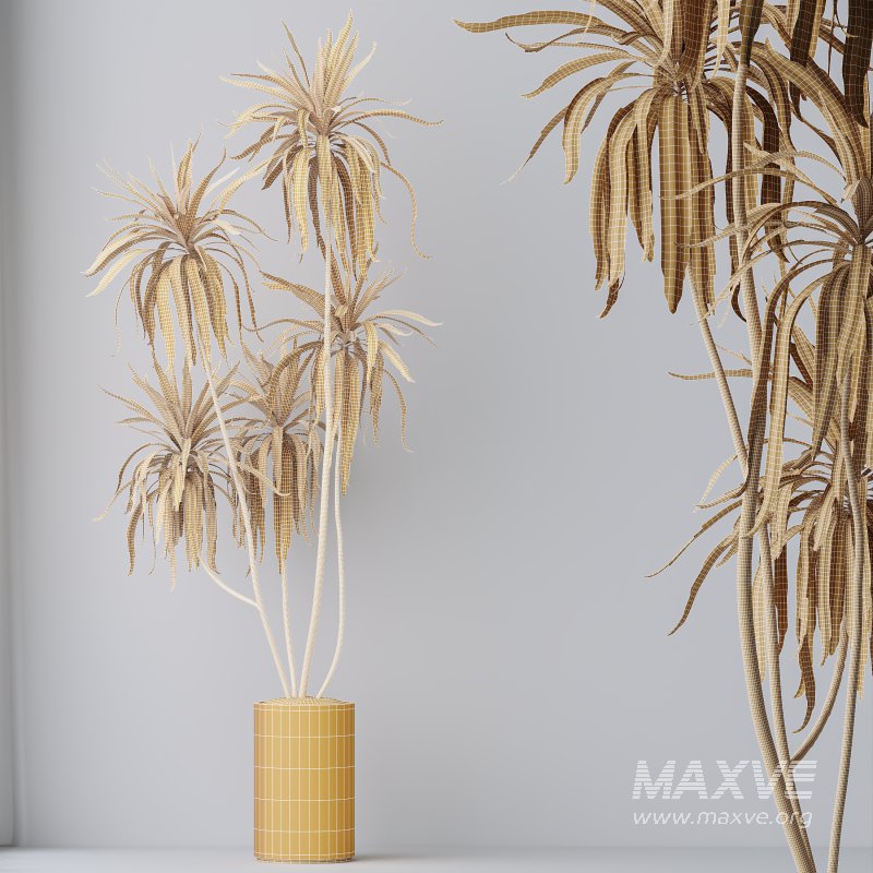 AV Indoor plants set 167 Aspidistra Elatior and Warneckii Lemon Lime and Mission Olive Tree - Image 14