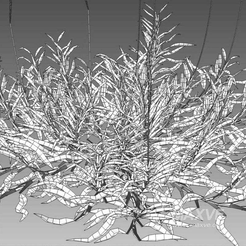 Eremochloa ophiuroides – cut 01 - Image 8