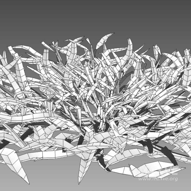 Eremochloa ophiuroides – set 03 - Image 6