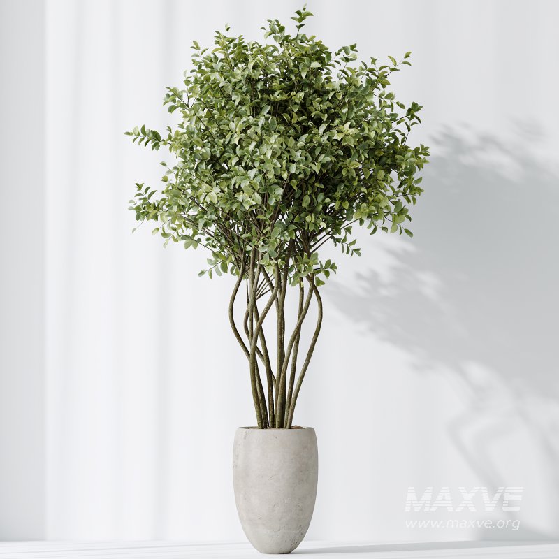 AV Indoor plants set 166 Beech Olea Europaea Olive Eucalyptu and Elegant Monstera Deliciosa and Ficus Cyathistipula - Image 6