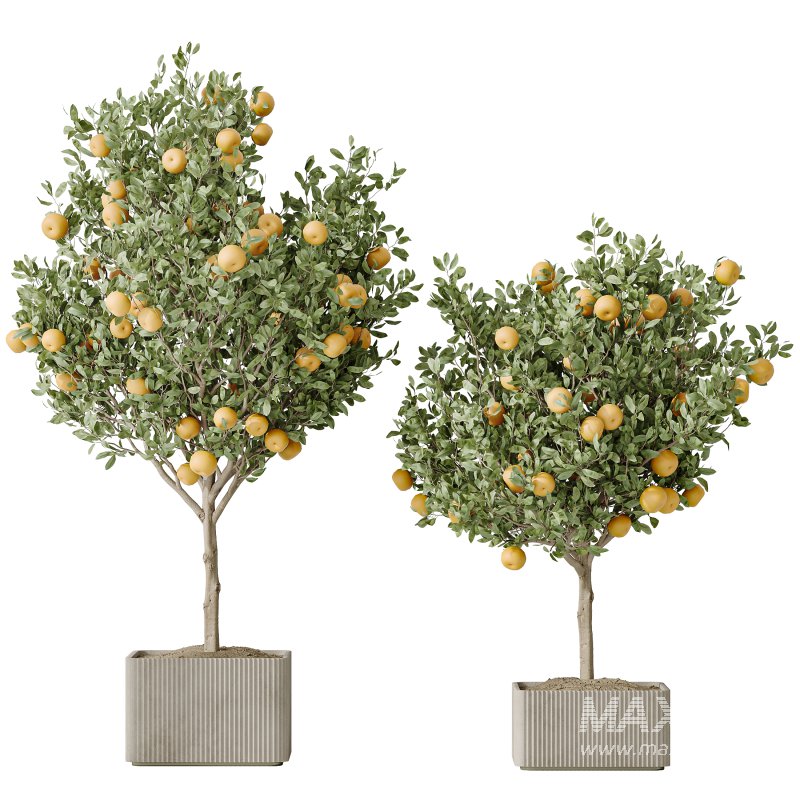 AV Indoor plants set 165 Arbequina Wilsonii Chemlali Olive and Mandarin Citrus Fruit Orange and Ravenala Banana Strelitzia - Image 2