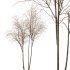 AV Plants Ash Tree Winter Snow - Thumbnail 2