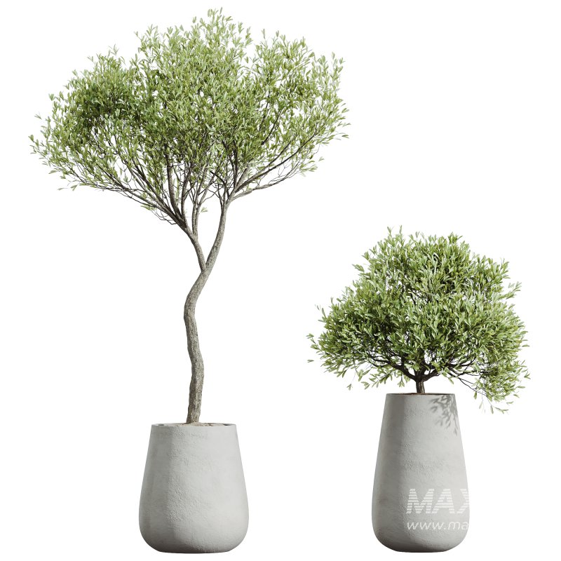 AV HousePlants Mission Kalamata Leccino Arbequina Wilsonii Chemlali Olive Set40 - Image 2