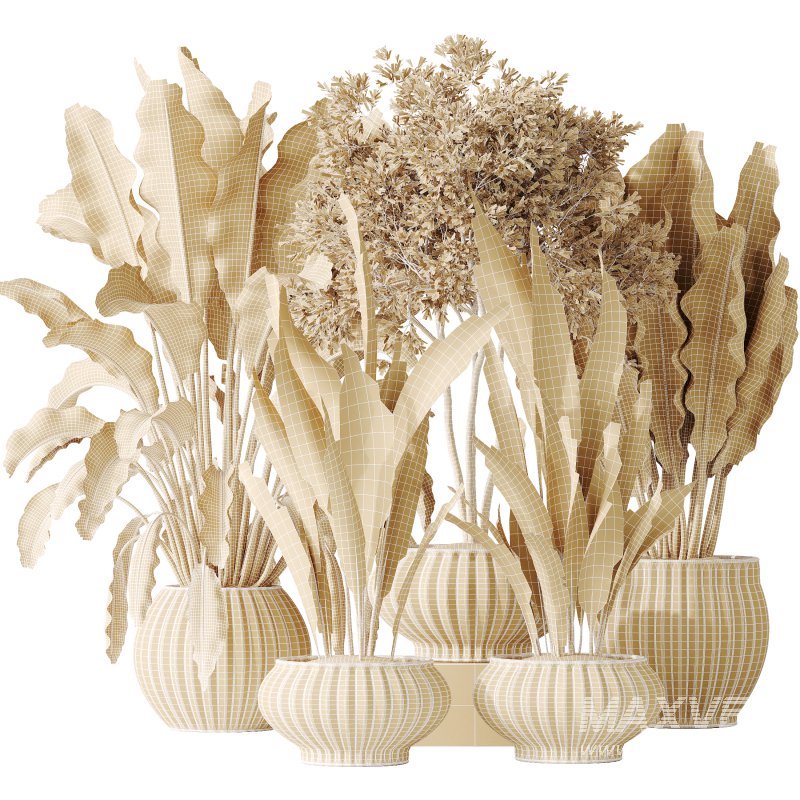 AV Indoor plants set 164 Ravenala Banana Strelitzia Nicolai Bird and Aspidistra Elatior and Arbequina Wilsonii Chemlali Olive - Image 8