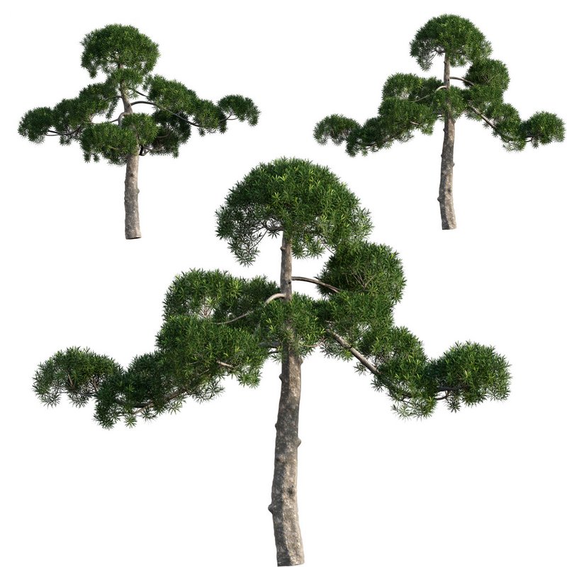 Podocarpus macrophyllus – yew plum pine - Image 1