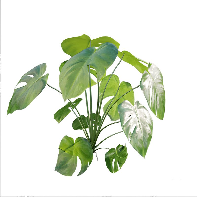 Monstera deliciosa - Image 3