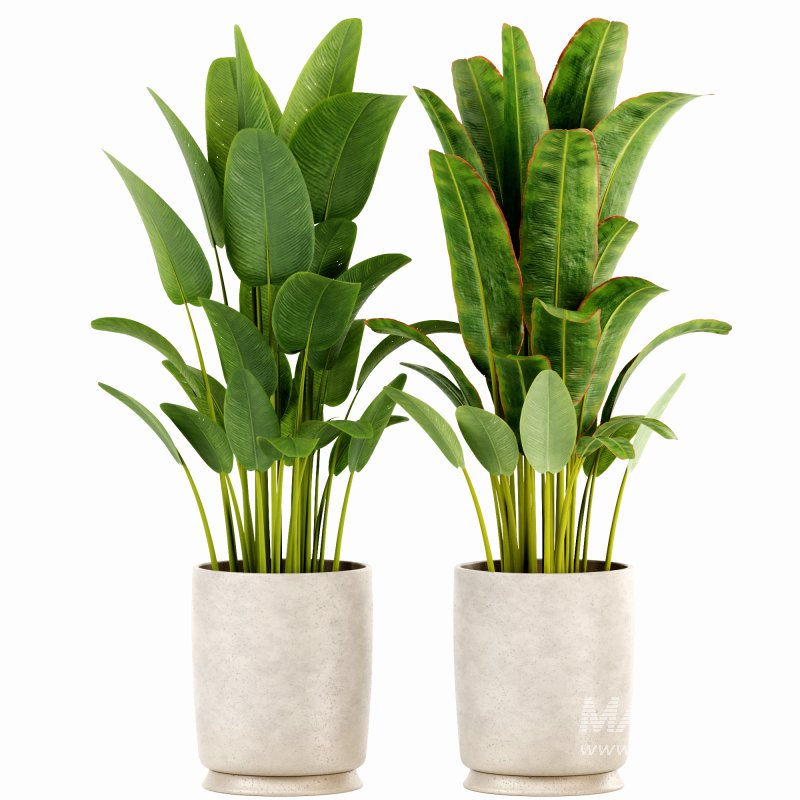 Indoor plants set159 - Image 2