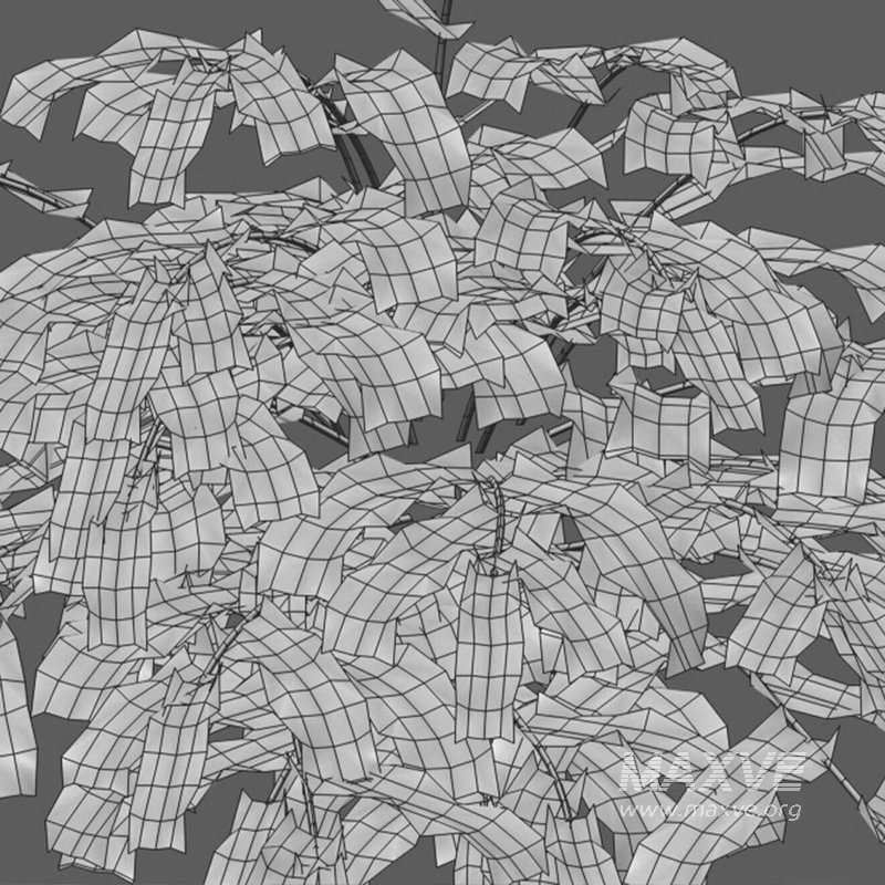 Coniogramme japonica – Fern - Image 3