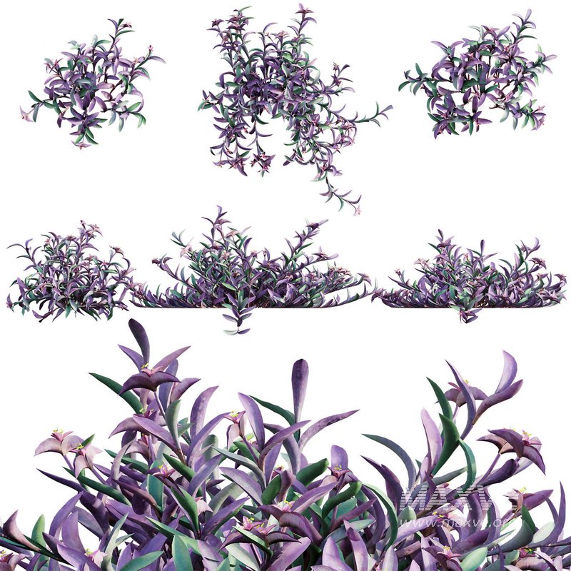 Tradescantia pallida ¨C Purple Heart - Image 1