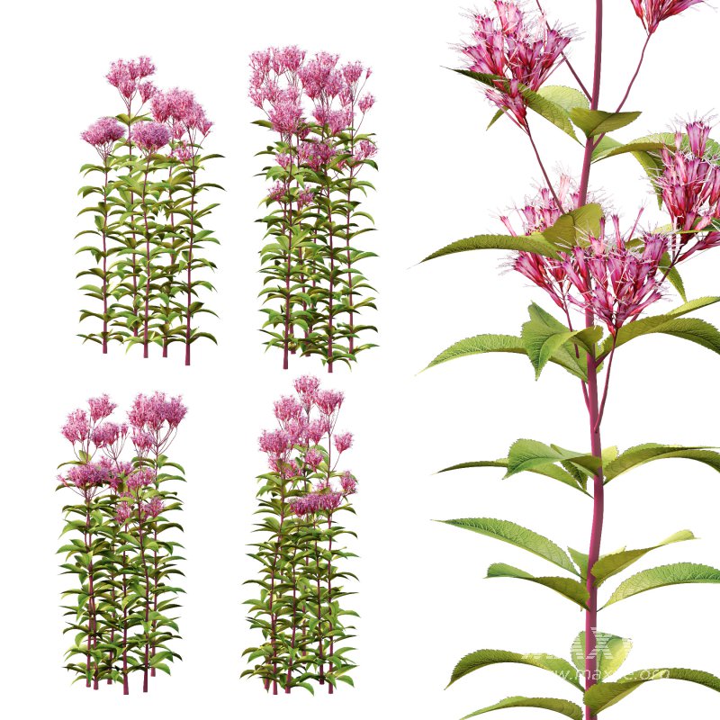 Eupatorium Purpureum Plant 01 - Image 2