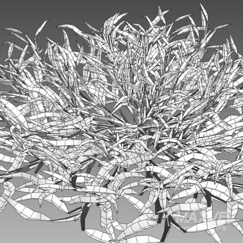 Eremochloa ophiuroides ¨C set 02 - Image 10