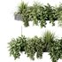 Indoorplants-Hanging plants set-86 - Thumbnail 6