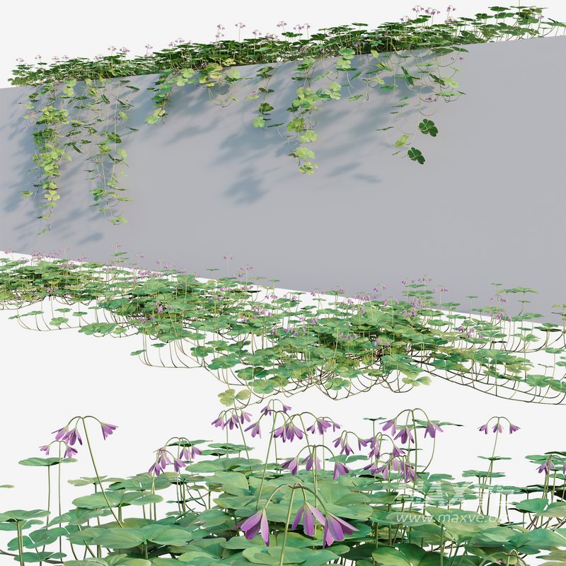 Trifolium ¨C Oxalidaceae 02 - Image 1