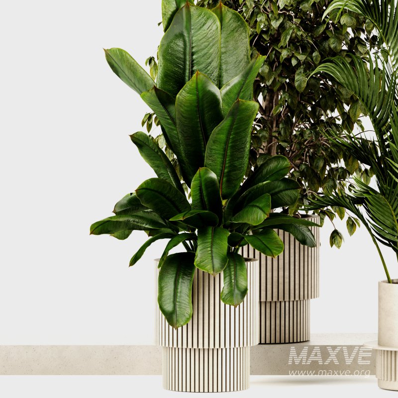 Indoor Plants set 166 - Image 3