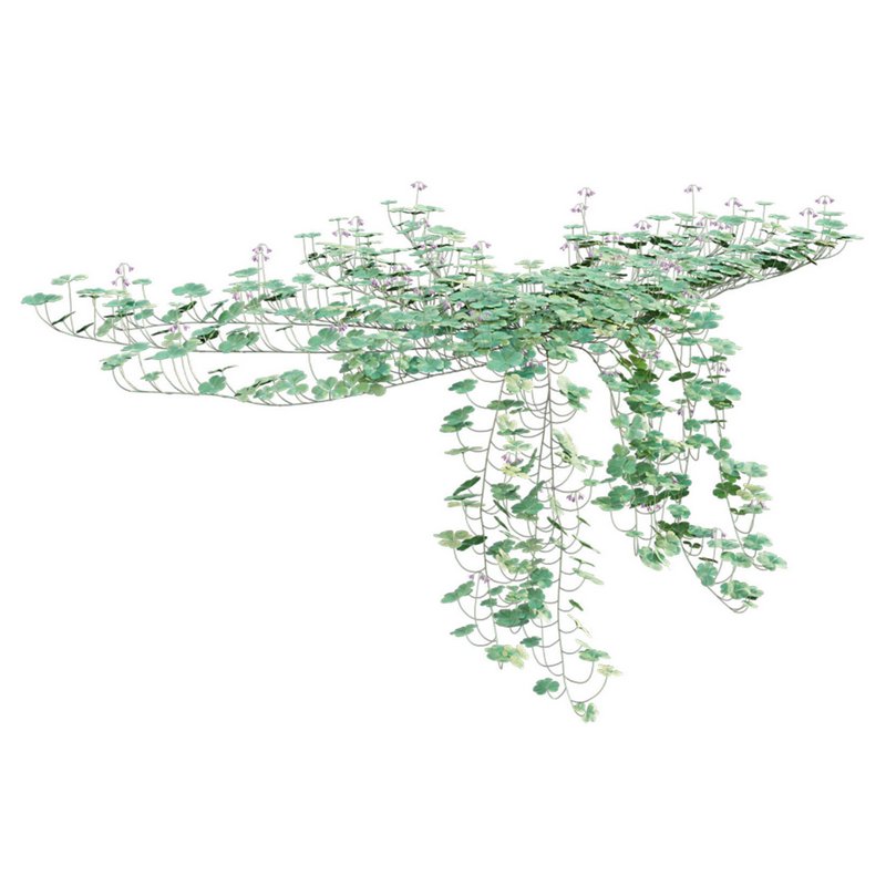 Trifolium ¨C Oxalidaceae 02 - Image 6