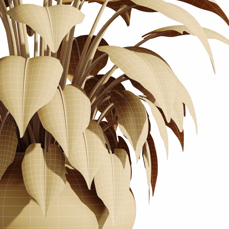 AV HousePlants Alocasia - Image 3