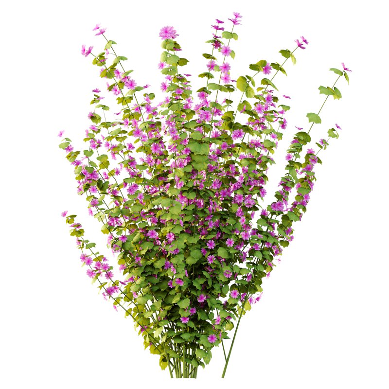 Lavatera Cachemiriana Plant 01 - Image 7